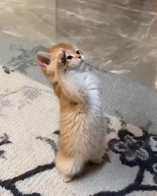 yalovalı